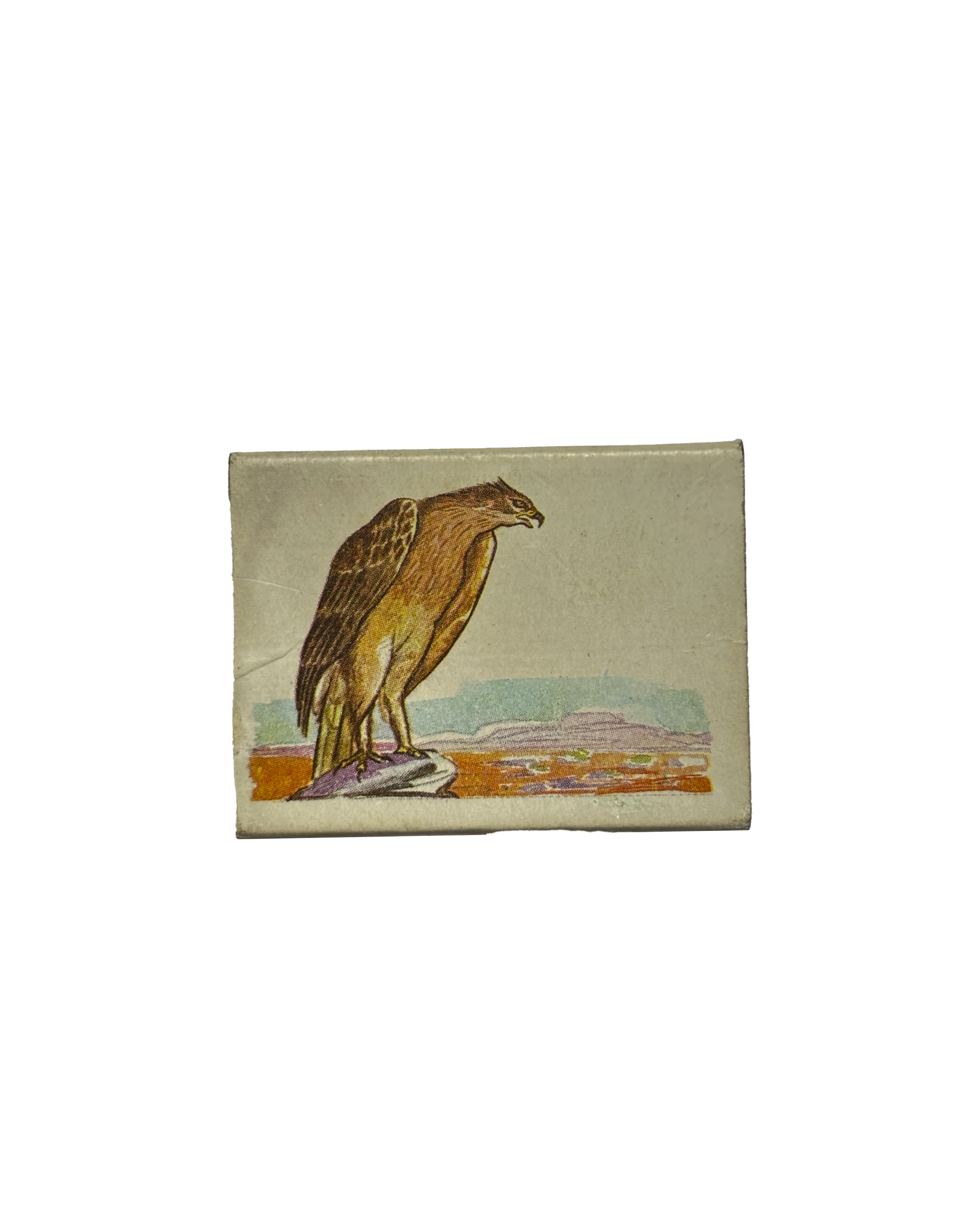 Águila perdicera (2 de 3)