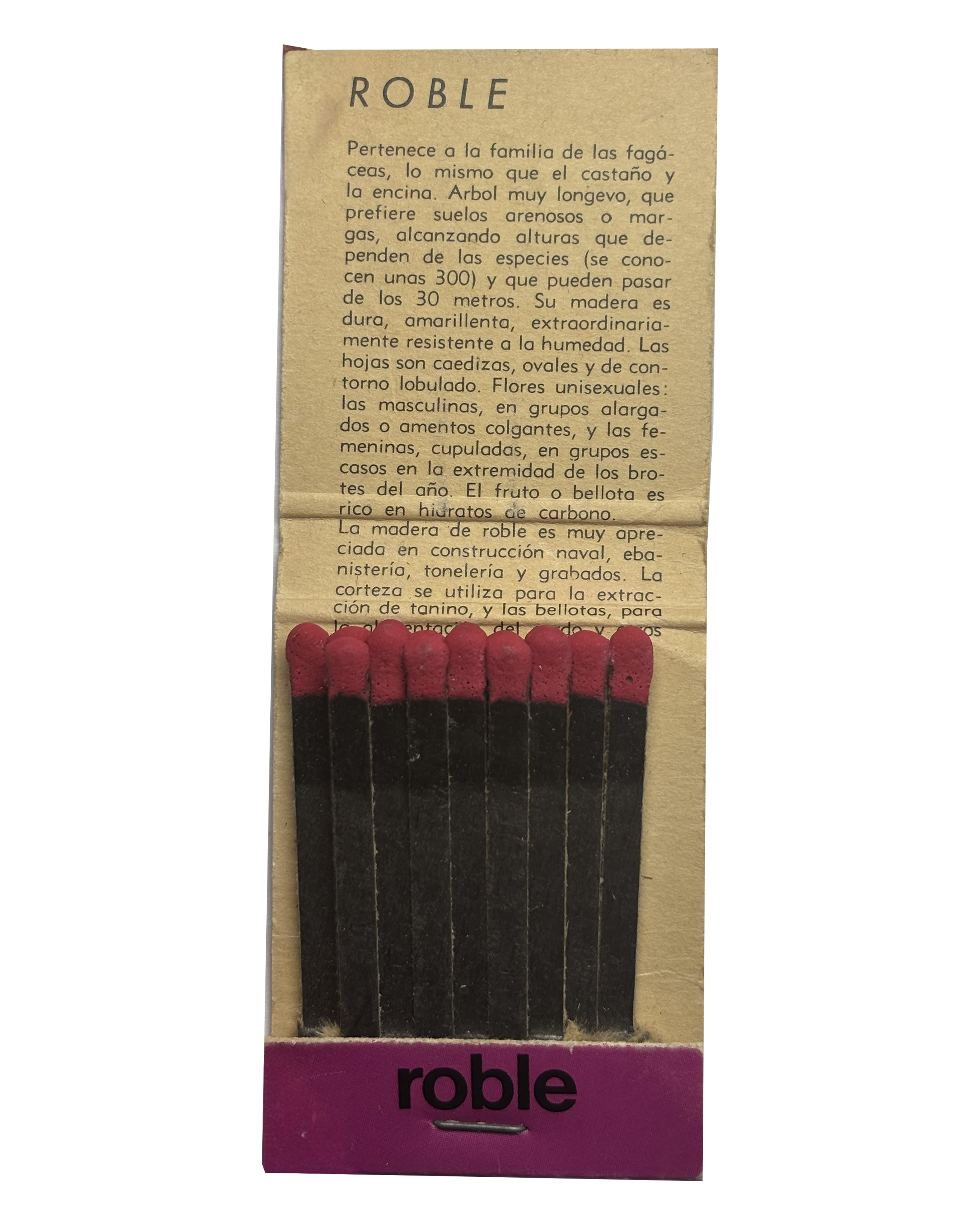 Roble (3 de 3)