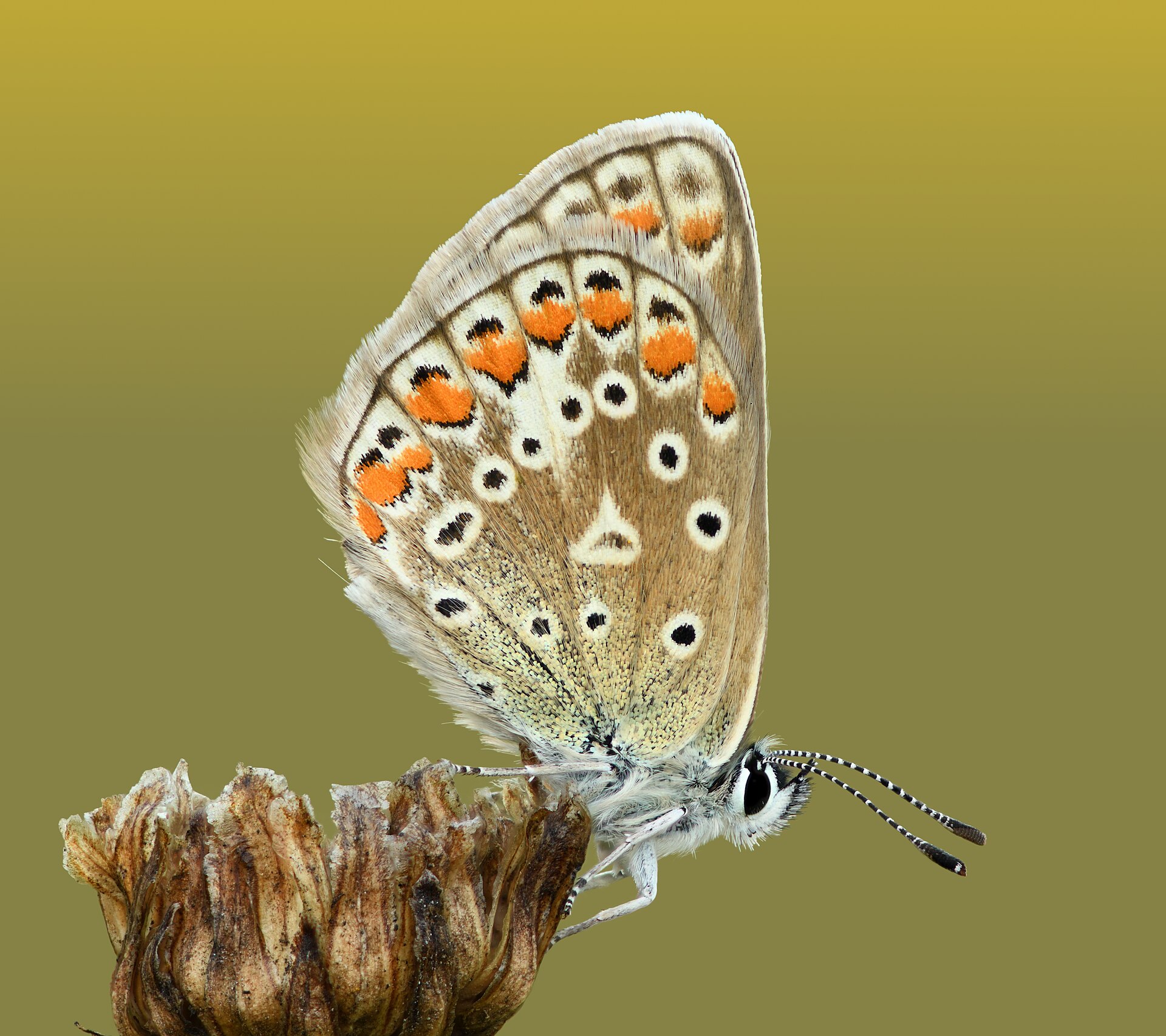 Por Ivar Leidus - Mariposa hembra